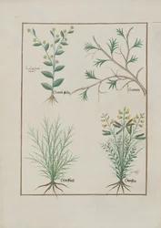 Illustration aus dem Buch der einfachen Medizin von Mattheaus Platearius, ca. 1470